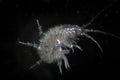 Crustacean Amphipoda by microscope. Arthropoda Gammarus pulex. Aquarium feeds suitable for fish, reptiles, birds Royalty Free Stock Photo