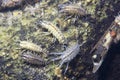 Crustacean Amphipoda underwater photography Royalty Free Stock Photo