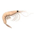 Crustacean animal - prawn