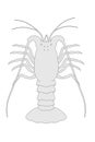 Crustacean animal - spiny lobster