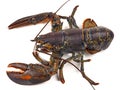 Crustacean - Blue Lobster Royalty Free Stock Photo