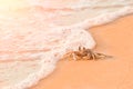 Crustacean crab claw on sand beach with sea wave Royalty Free Stock Photo