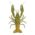 Crustacean - crayfish