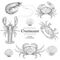 Crustacean illustrations