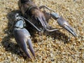 Crustacean shell on the beach Royalty Free Stock Photo