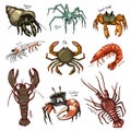 Crustacean vector crab prawns ocean lobster and crawfish or crayfish seafood illustration crustaceans set of sea animals