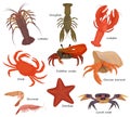 Crustacean vector crab prawns ocean lobster and crawfish or crayfish seafood illustration crustaceans set of sea animals
