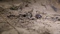 Crustacean woodlice on land in Crimea