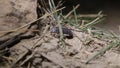 Crustacean woodlice on land in Crimea