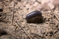 Crustacean woodlice on land Royalty Free Stock Photo