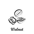 Crustaceans, fruit, walnut icon. Element of Crustaceans icon. Hand drawn icon for website design and development, app development