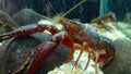 Crustaceans are invertebrate animals and belong to the class of arthropods