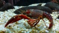 Crustaceans are invertebrate animals and belong to the class of arthropods