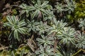 The crusted-leaved saxifraga Saxifraga crustata or silver saxifrage growing in the garden Royalty Free Stock Photo