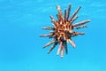 Crusted Urchin