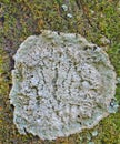 Crustose lichen