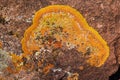 Crustose Lichen Royalty Free Stock Photo
