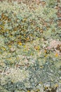 Crustose Lichen Community - Colors