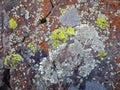 Crustose Lichen on a Desert Boulder Royalty Free Stock Photo