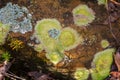 Crustose Lichen in grayish green growing on stone in forest at C Royalty Free Stock Photo