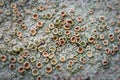 Crustose lichen macro Royalty Free Stock Photo