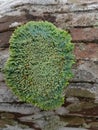 a close up phooto of crustose lichen on a textured coconut tree bark Royalty Free Stock Photo