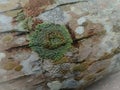 a close up phooto of crustose lichen on a textured coconut tree bark Royalty Free Stock Photo