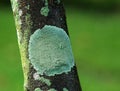 Crustose lichen on the tree Royalty Free Stock Photo