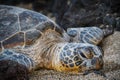 Crusty Looking Sea Turtle Resting on a Hawaii Beach in Lava Rocks