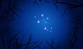 Crux constellation. Tree branches, starry sky Royalty Free Stock Photo
