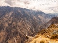 Cruz del Condor, Colca canyon, Peru Royalty Free Stock Photo