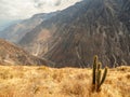 Cruz del Condor, Colca canyon, Peru Royalty Free Stock Photo