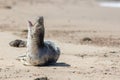 Cry for help. Solitary seal. Endangered species nature conservation image
