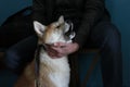 Crying akita pup wants to go for a walk Royalty Free Stock Photo