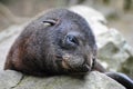 Crying baby Australasian fur seal (Arctocephalus forsteri)
