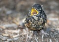 Crying Baby Robin Royalty Free Stock Photo