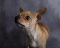 Crying chihuahua dog. Looking off camera Royalty Free Stock Photo