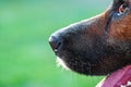 Crying dog nose and tearing eye, closeup Royalty Free Stock Photo
