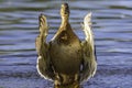 Crying duck.Portrait of duck folding its wings.