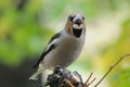 Crying hawfinch in autumn