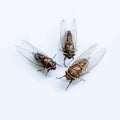3 cicada heads close together on a white background