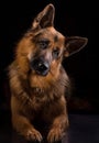 Crying jerman shepherd puppy, lost of master