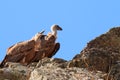 Crying juvenile griffon vulture upon the rocks of the Salto del Gitano, Spain Royalty Free Stock Photo