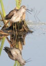 Crying Marsh Sandpiper in the Marsh