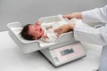 Crying newborn baby weight measurement on digital scales with doctor in hospital Royalty Free Stock Photo