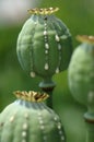 Crying poppy head Royalty Free Stock Photo