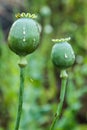 Crying poppy head. Royalty Free Stock Photo