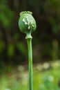 Crying poppy head. Royalty Free Stock Photo