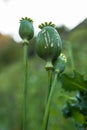 Crying poppy head, opium plant Royalty Free Stock Photo
