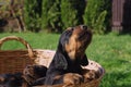 Crying puppy. Royalty Free Stock Photo